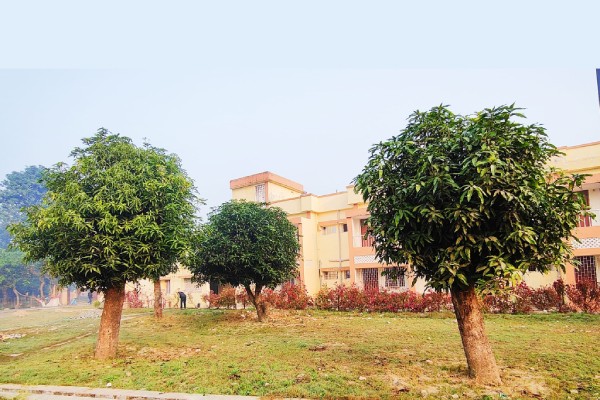 आम एवम लीची जैसे बड़े पेड़ों को कैसे करें प्रत्यारोपित (ट्रांसप्लांट) ?